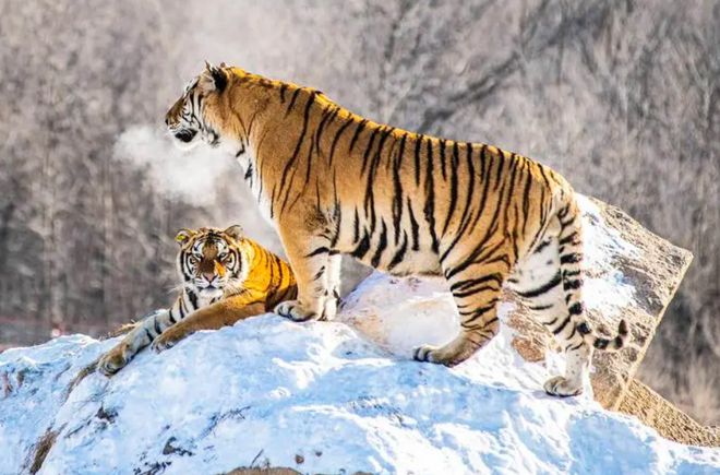 这座滑雪场突然爆火到底靠啥魔力？(图11)