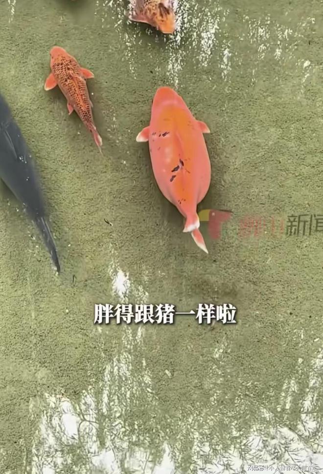 别再过度投喂！济南跃泉内“网红猪鲤”疑因游客投喂而死亡(图2)
