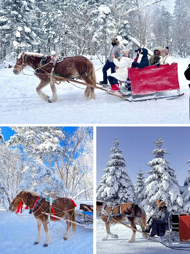 去哈尔滨雪乡5日游报团人均费用去哈尔滨雪乡5天4晚报团线路(图3)