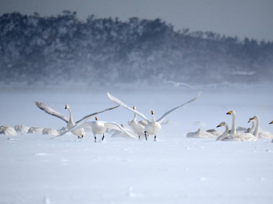 九游体育网站：天气冷了冰雪经济热了好客山东欢迎你来冬游齐鲁(图3)