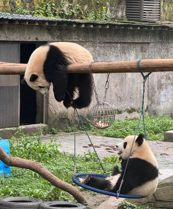 九游体育：重庆亲子游必备攻略：带娃畅玩重庆动物园领略自然之美！(图1)