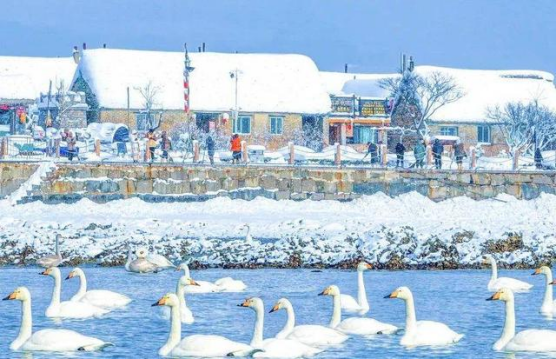 新年初雪来了你想要的冰雪游山东都能帮你“安排”！(图3)