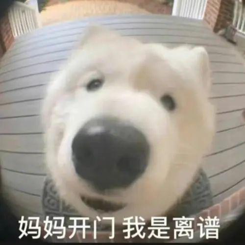 九游体育网站：离离原上谱滑雪比赛能有多离谱？(图2)