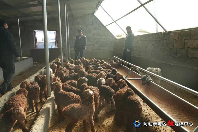 春到雪都羔羊欢(图3)