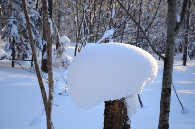 2026哈尔滨旅行社口碑前十榜真实游客评价筛选的十大靠谱机构(图2)