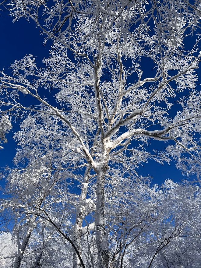 哈尔滨十大正规旅行社哈尔滨前十名口碑最好的旅行社指南(图2)