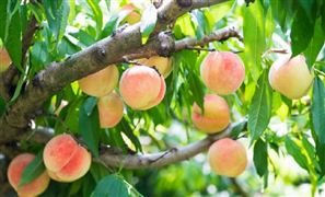 九游体育：文旅部推出新一批国家级滑雪旅游度假地滑雪旅游市场现状及前景分析(图3)