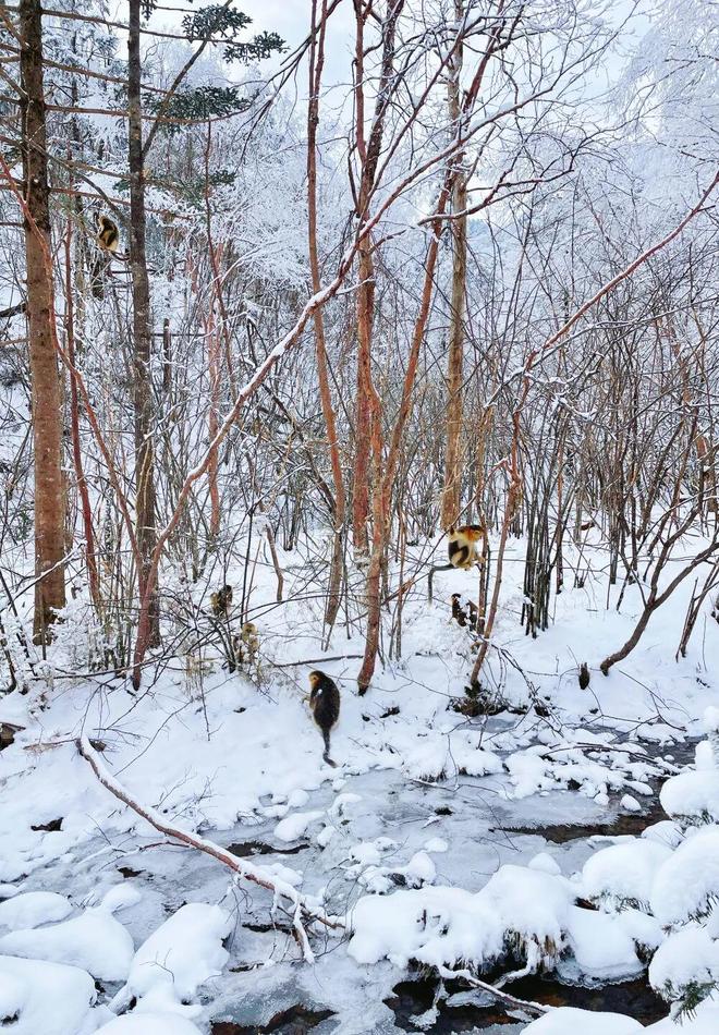 寒假亲子神农架南方滑雪性价比之王·金丝猴近距离接触·三峡工程研学·五钻全程奢享·2大雪场畅快滑雪(图13)