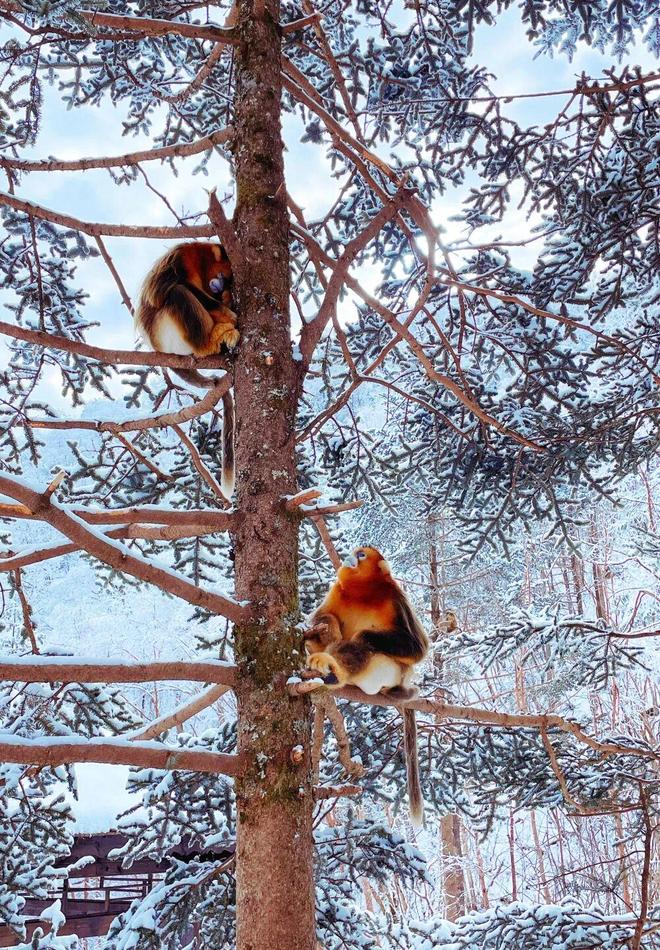 寒假亲子神农架南方滑雪性价比之王·金丝猴近距离接触·三峡工程研学·五钻全程奢享·2大雪场畅快滑雪(图14)