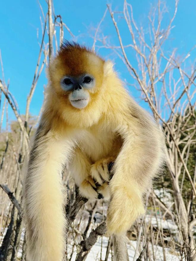 寒假亲子神农架南方滑雪性价比之王·金丝猴近距离接触·三峡工程研学·五钻全程奢享·2大雪场畅快滑雪(图17)