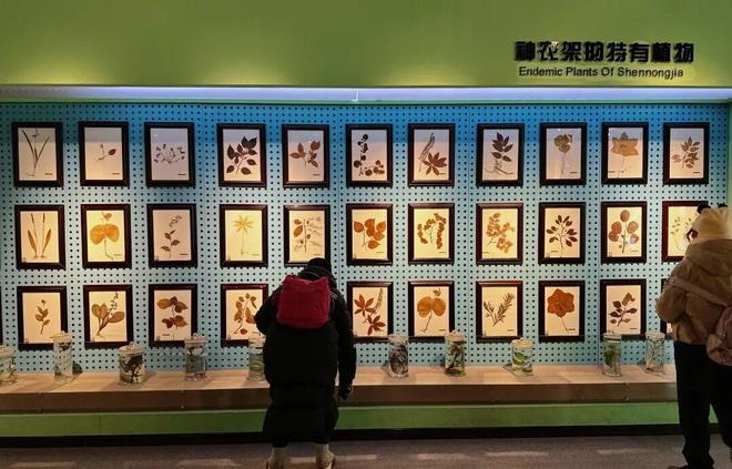 寒假亲子神农架南方滑雪性价比之王·金丝猴近距离接触·三峡工程研学·五钻全程奢享·2大雪场畅快滑雪(图24)