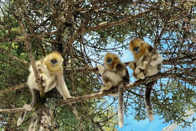 寒假亲子神农架南方滑雪性价比之王·金丝猴近距离接触·三峡工程研学·五钻全程奢享·2大雪场畅快滑雪(图35)