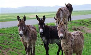 人数暴增2倍室内滑雪“火”了装备也卖爆了有产品销量猛增50%滑雪行业市场全景调研与发展前景(图4)